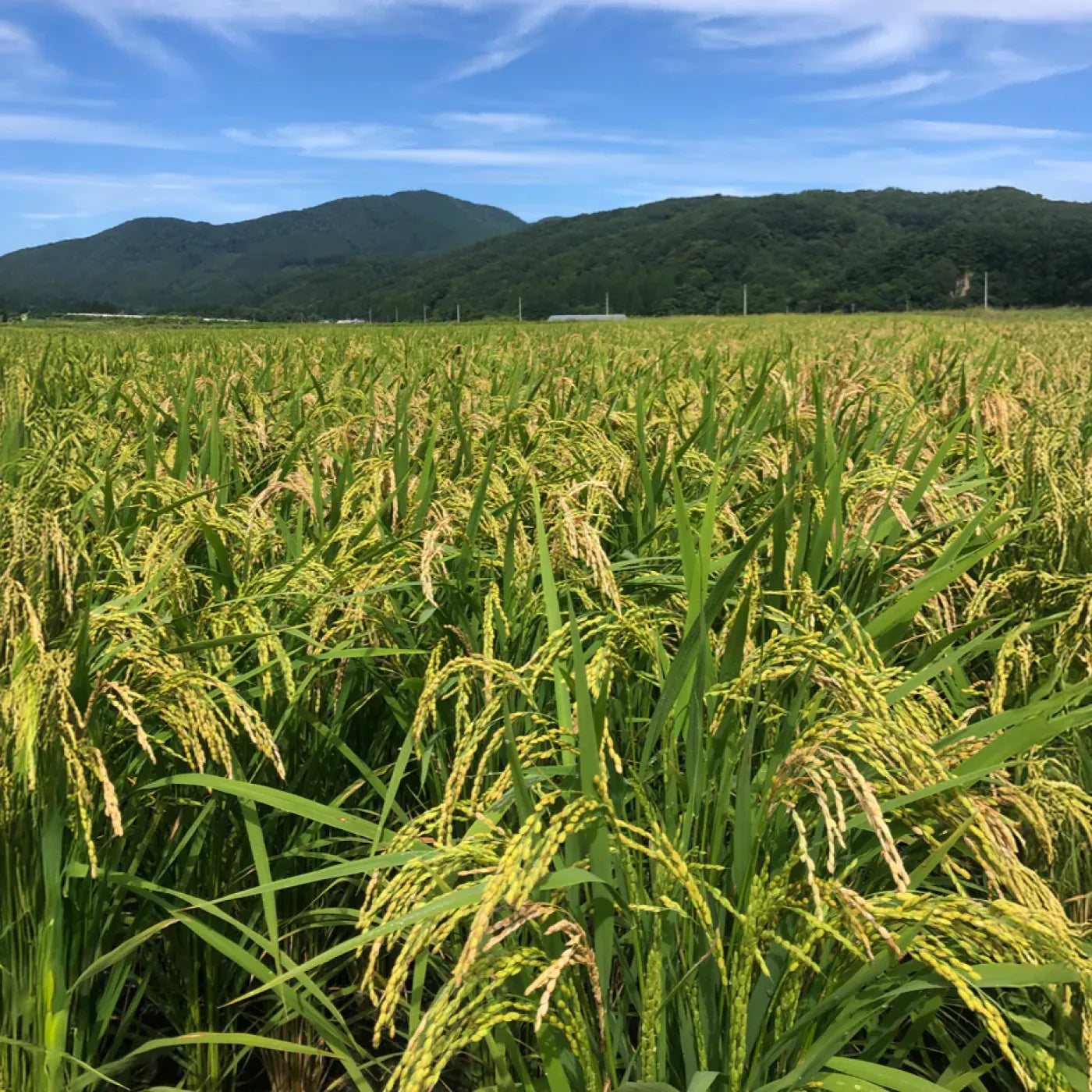 7年秋田産あきたこまち玄米10㎏