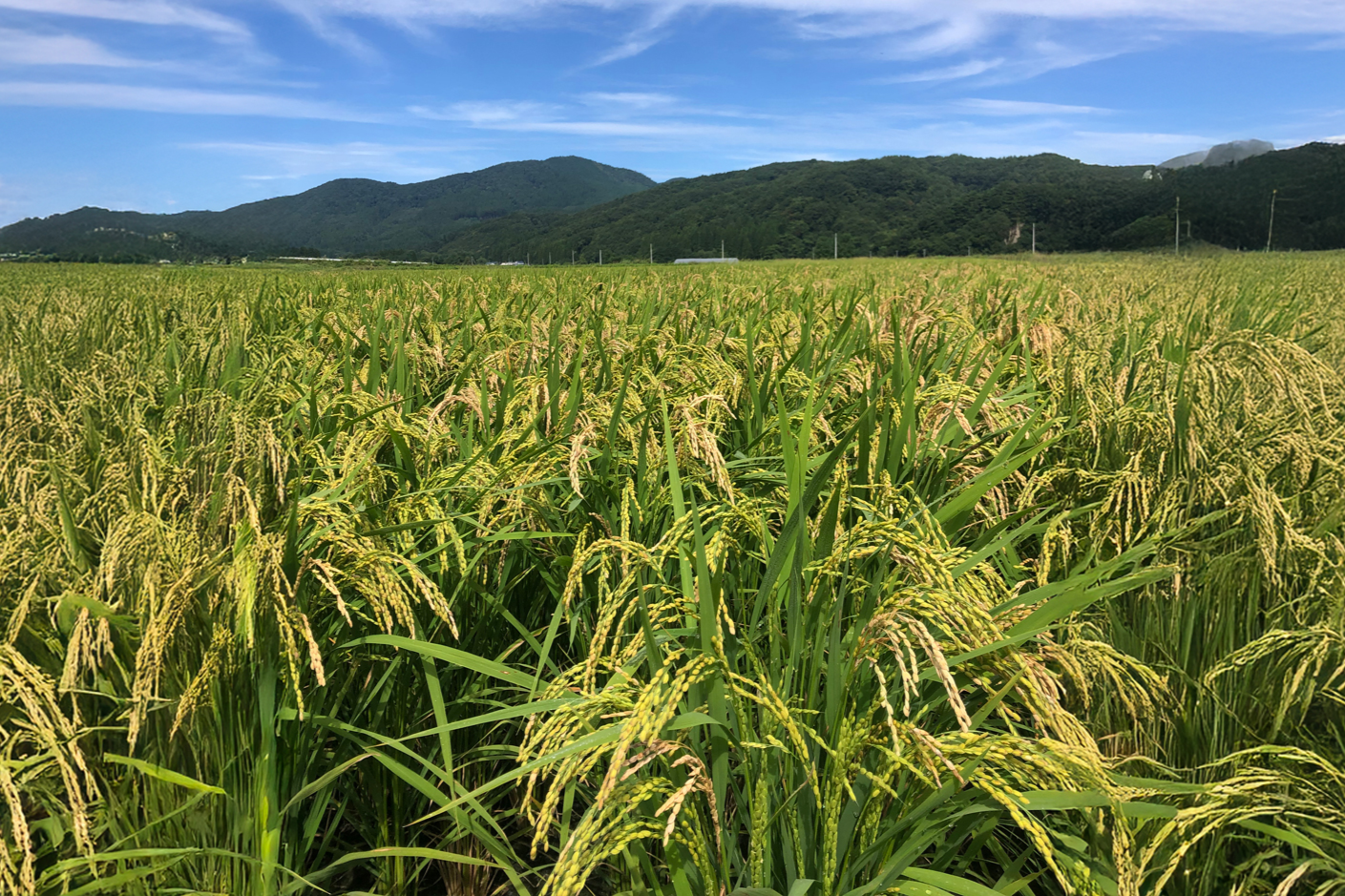 7年秋田産あきたこまち玄米10㎏