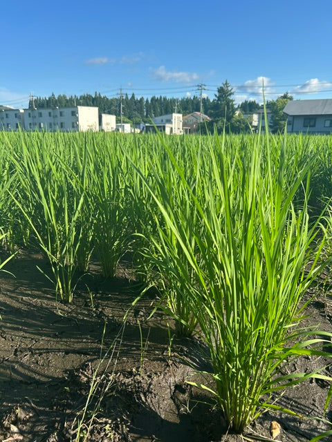 夏の農園便り